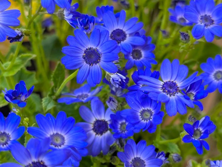 青いシネラリア