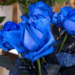青いバラ　