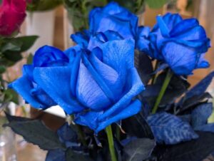 青いバラ　