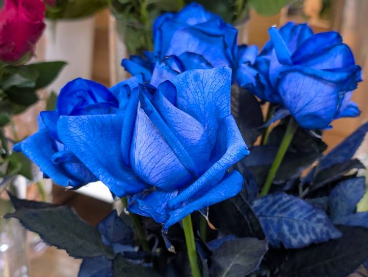 青いバラ　