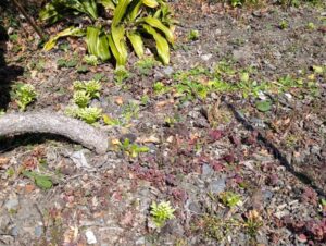 フキノトウ 2026年3月下旬の2