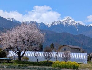 常念岳と春の風景 2026