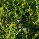 オオイヌノフグリ　２０２６年４月