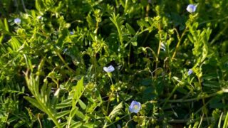 オオイヌノフグリ　２０２６年４月