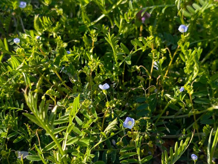 オオイヌノフグリ　２０２６年４月