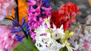 カラフルなヒヤシンス