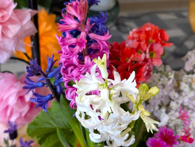 カラフルなヒヤシンス