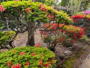 我が家のツツジ　いろいろ南庭　２０２６