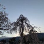 2026年4月の桜　小倉