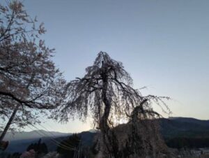 2026年4月の桜 小倉