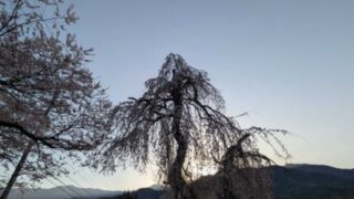 2026年4月の桜　小倉