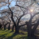 黒沢川の桜並木