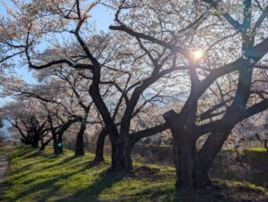 黒沢川の桜並木