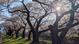 黒沢川の桜並木