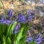 ２０２６年のヒヤシンス