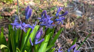 ２０２６年のヒヤシンス