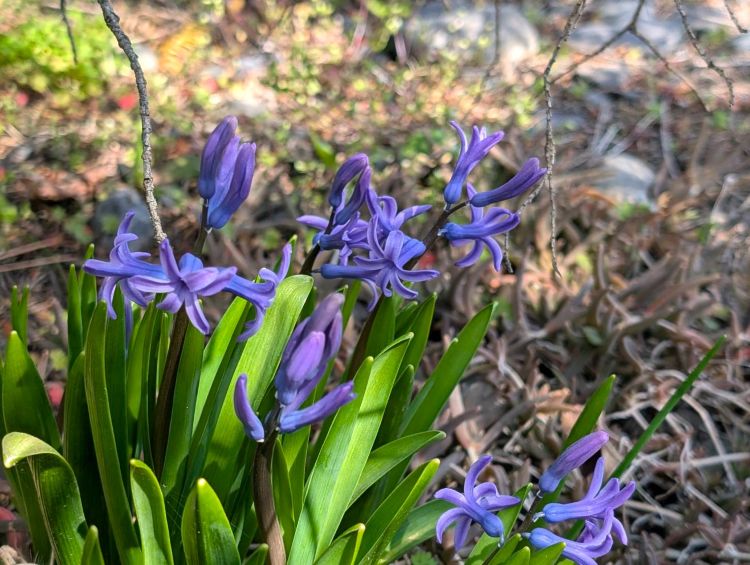 ２０２６年のヒヤシンス