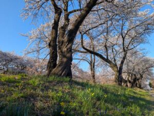 黒沢川の桜並木２