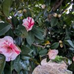 2026年４月の源平咲きの椿１