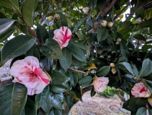 2026年4月の源平咲きの椿1