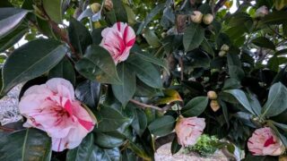 2026年４月の源平咲きの椿１