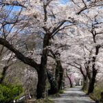 桜並木１　安曇地区　２０２６年４月