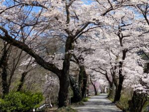 桜並木1 安曇地区 2026年4月