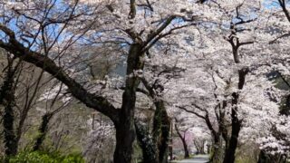 桜並木１　安曇地区　２０２６年４月