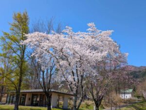 しゃくなげ 春の風景