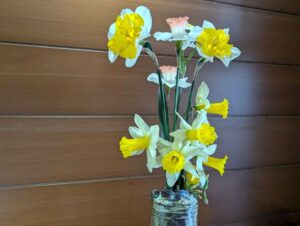 多種多様な水仙２