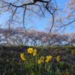 麗らかな春の風景