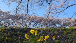 麗らかな春の風景