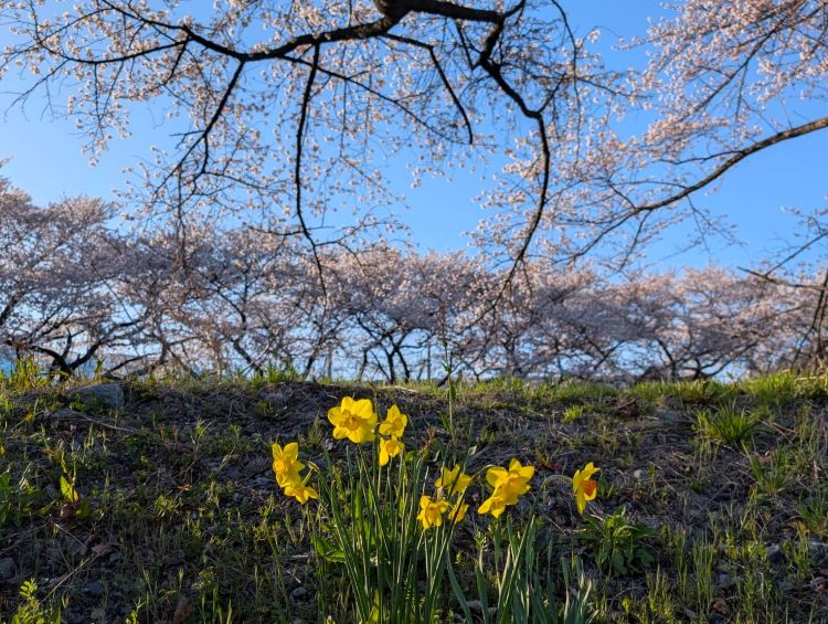 麗らかな春の風景