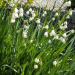 スノーフレーク　２０２６