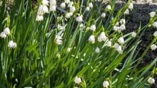 スノーフレーク　２０２６