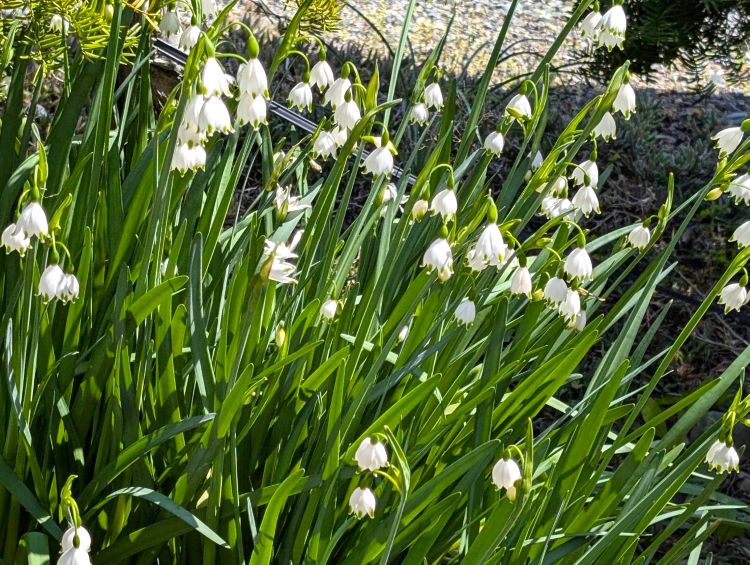 スノーフレーク　２０２６