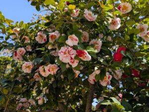 源平咲きの椿　２０２６の２