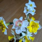 多種多様な水仙