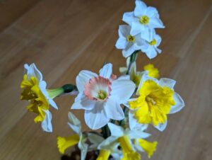 多種多様な水仙