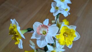 多種多様な水仙