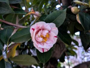 2026年4月の源平咲きの椿2