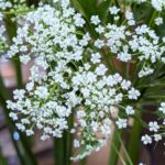 小さな白いレースフラワー