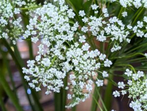 小さな白いレースフラワー