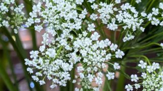 小さな白いレースフラワー