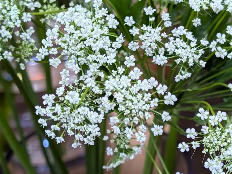 小さな白いレースフラワー