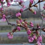 濃い紅桜の蕾１