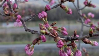 濃い紅桜の蕾１