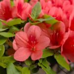 我が家のツツジ　オレンジ　２０２６