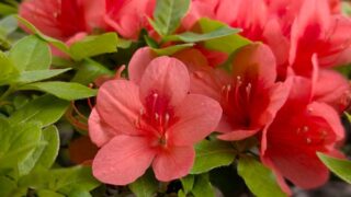 我が家のツツジ　オレンジ　２０２６