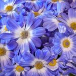 サイネリア　水色